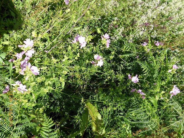 Flowers under Forder Viaduct